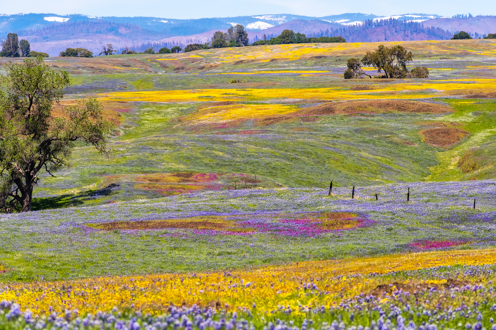 California Superbloom_Sundry Photography